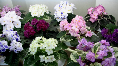 Одна таблетка у воду — і взимку фіалки цвістимуть краще, ніж влітку: найкраще підживлення