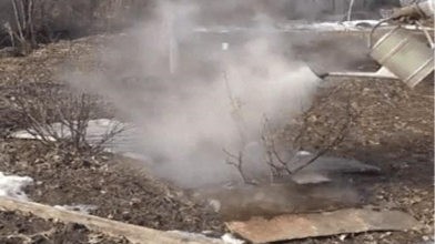 Обробка кущів смородини окропом