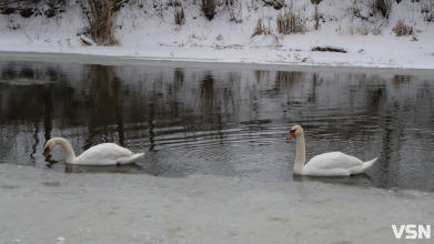 Озеленення, чисті річки й контроль повітря: що профінансують за 2,8 мільйонів у Луцьку