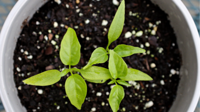 Коли садити перець на розсаду за місячним календарем: найкращі і найгірші дні у лютому 2026 року