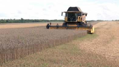 Урожай-2025 на Волині: скільки зерна та цукрових буряків зібрали аграрії минулого року
