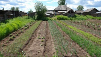 які рослини ростуть у тіні або на сонці