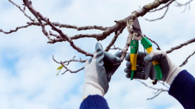 Які дерева у саду треба обрізати взимку 2026: встигніть до березня