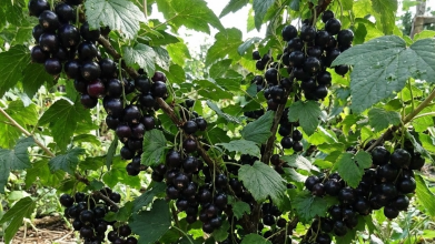 підживлення смородини у лютому