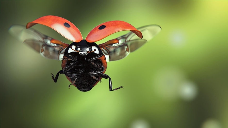Чому сонечка залітають у житло восени та взимку: добрий знак чи попередження