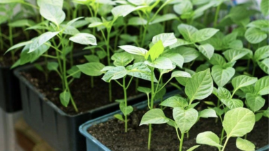 пересадка розсади