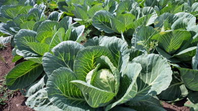 захист капусти від шкідників