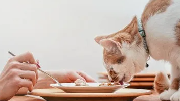 10 продуктів, які не можна давати котам і собакам: можуть спричинити отруєння та навіть смерть