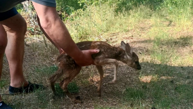 На Світязі врятували знесилену козулю, яка не могла вибратися з води