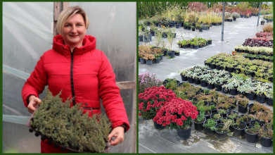 Мрія, що розквітла: родина з Волині вирощує тисячі саджанців для всієї України
