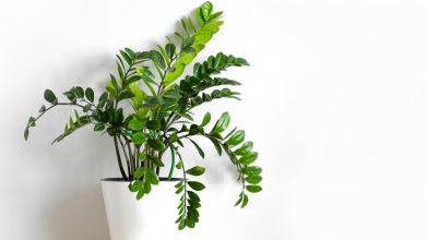 Чому заміокулькас не пускає нові пагони: як підживити вазон, щоб він почав миттєво рости