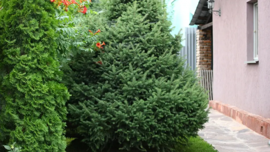 Чому не можна садити ялинку біля будинку: пустий забобон чи правда