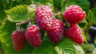 вирощування малини