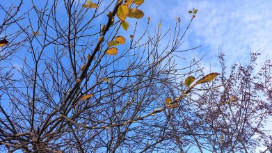 котики зацвіли у Рівному