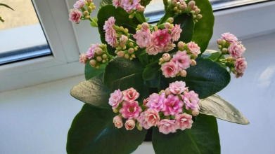 Як правильно доглядати за каланхое для тривалого цвітіння