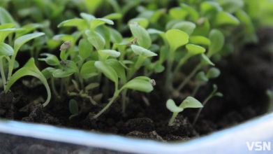 Сезон розсади на Волині: коли сіяти томати, перець та баклажани за порадами фахівців