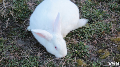 Скільки коштують кролики на Волині та від чого залежить ціна?