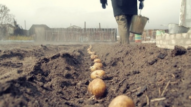 З однієї сотки — тонна картоплі: що треба зробити під час посадки