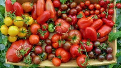 Найврожайніші сорти помідорів на розсаду: врожай будете збирати відрами