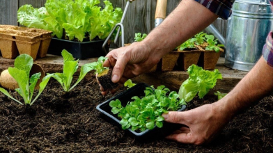 Що посадити у Чистий четвер: список культур для щедрого врожаю