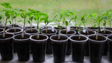 Вирощування розсади