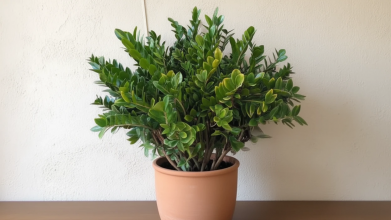 Як підживити, щоб заміокулькас випустив багато пагонів: найкраще добриво для «доларового дерева»