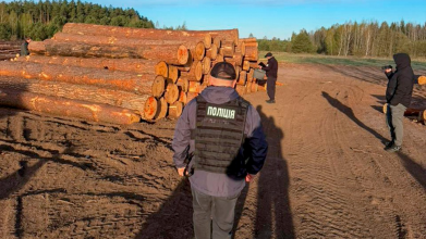 На Волині підприємець і посадовці лісництв організували незаконну порубку сосен на 15 мільйонів гривень