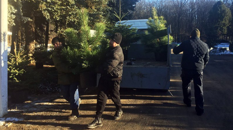 Відправляли навіть в Одесу і Миколаїв: як на Волині вирощують ялинки до свят