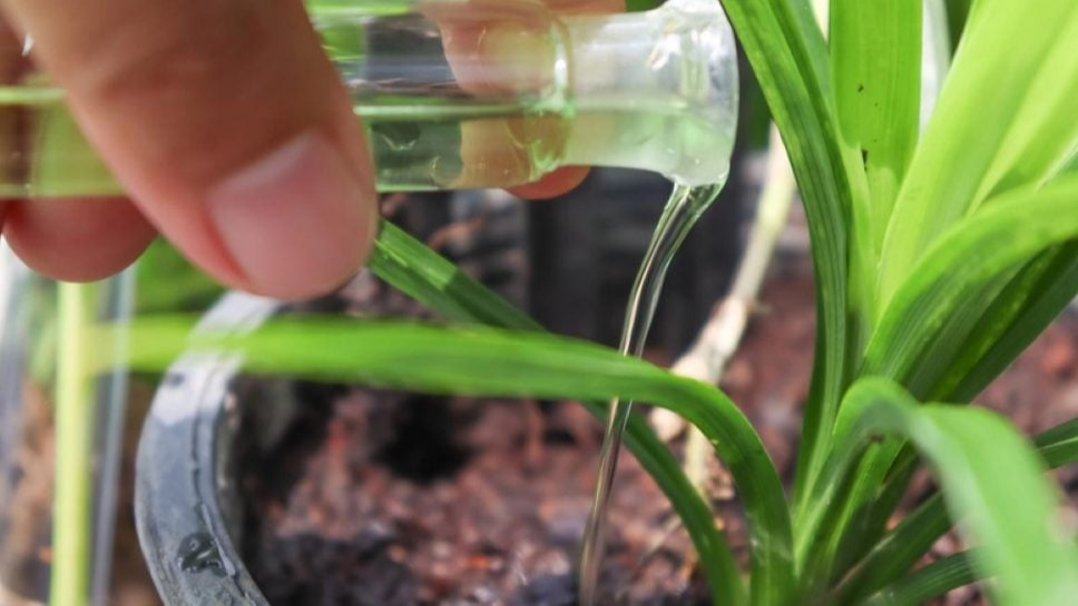 Бурштинова кислота - швидка допомога для рослин: простий рецепт без складних розрахунків