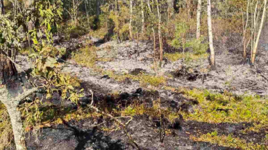 У лісі на Волині виявили уламки збитого шахеда: що відомо