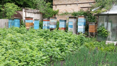 Як підготувати вулики до весняного сезону на Волині?