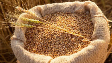 Скільки коштує ячмінь та пшениця до посівної на Волині: огляд цін