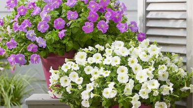 квіти для клумби на весні