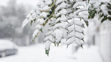 Церковне свято 1 лютого: яка погода на Трифона – таким буде весь лютий