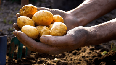 Ці сорти картоплі краще не садити у 2026 році: врожаю не буде