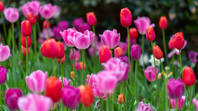 Коли садити тюльпани, щоб пишно цвіли весною