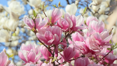 Як правильно посадити і доглядати магнолію, щоб вона цвіла на повну