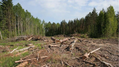 На Волині лісгосп заплатить понад пів мільйона за незаконну вирубку
