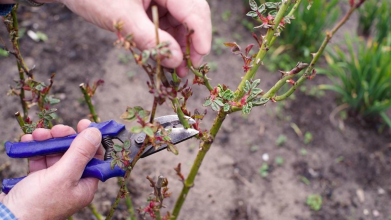 Підготовка троянд до зими