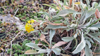 авринія скельна та перстач пісковий зацвіли у Тернопільській оббласті