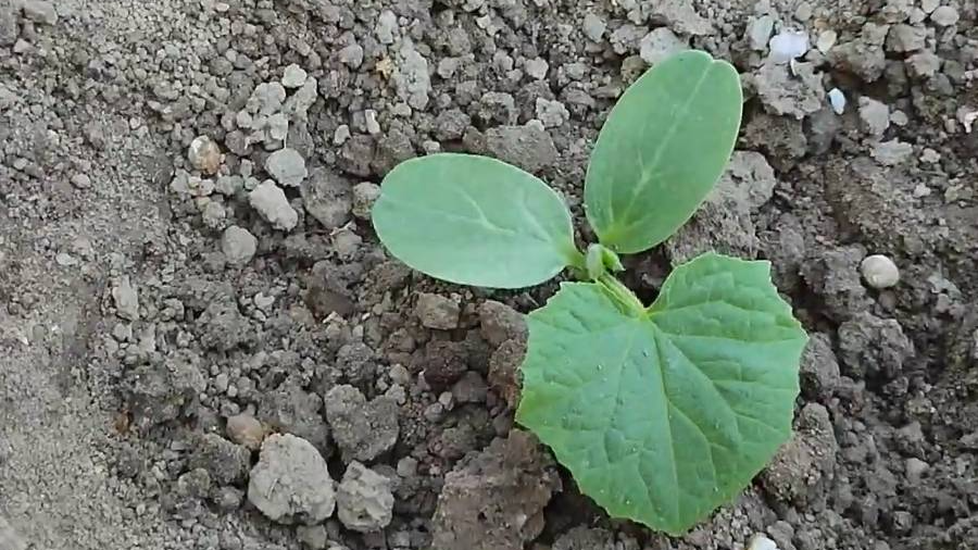 Чи можна зараз сіяти огірки у відкритий ґрунт