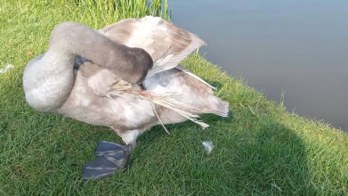 У Луцьку знайшли пораненого лебедя: крило птаха кровоточить