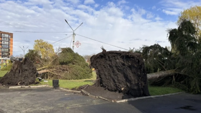 У Володимирі негода повалила дерева - фото