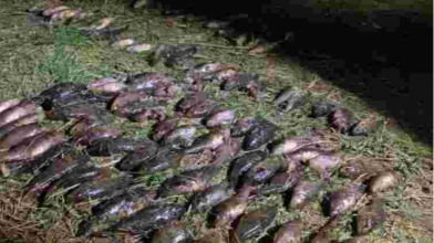 Волинянин сплатить понад 900 тисяч грн за незаконно виловлену рибу