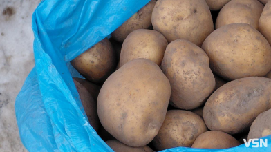 Скільки коштує картопля на ринку у Луцьку?