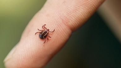 сезон кліщів, укус кліща, хвороба Лайма