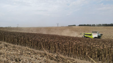Золоте насіння Волині: область у топ-5 за врожайністю соняшника
