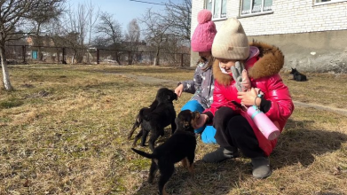 Щоб знайти власників, зняли відео і залили в ТікТок: учні волинського ліцею шукають дім для цуценят