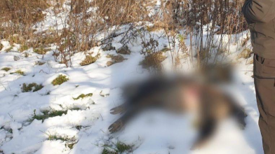 На Волині затримали браконьєра, який застрелив самку дикого кабана