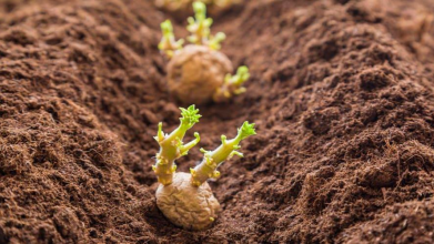 Коли садити ранню картоплю, щоб не втратити врожай через заморозки